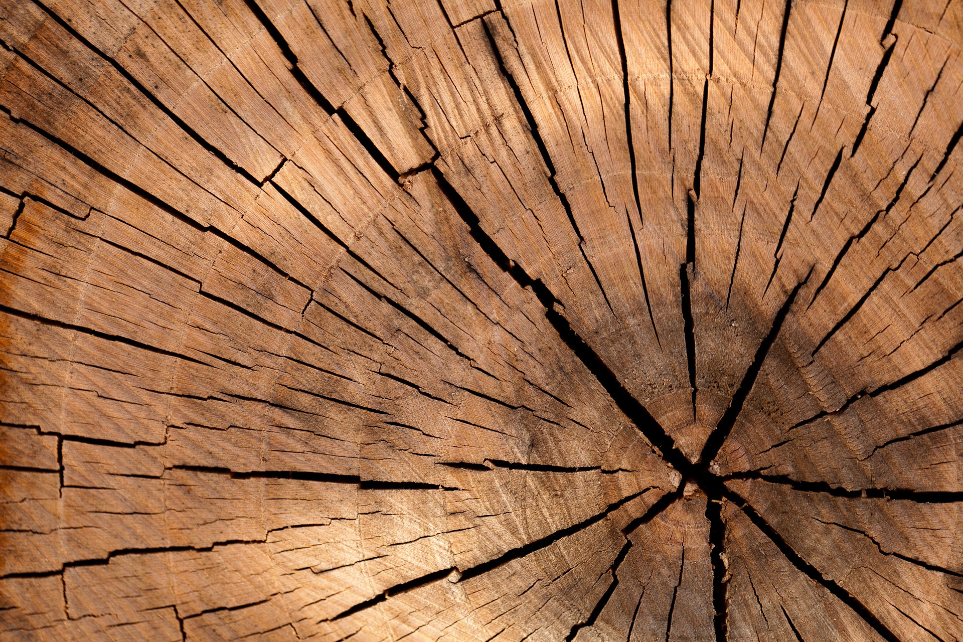 Jakie gatunki drewna nadają się do budowy zadaszenia tarasu?